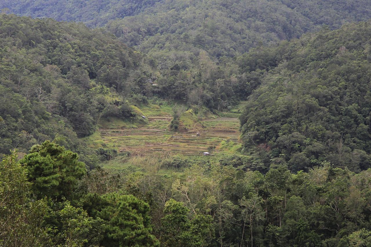 Banaue Evergreen Hostel And Restaurant Eksteriør billede